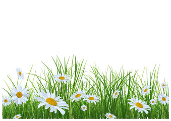 Fototapeta na wymiar Grass with Daisies Flowers on White Background - Detailed Natural Illustration for Summer or Spring Graphic Designs, Vector