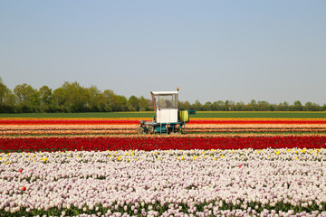 Grevenbroich, Germany - April 17. 2020: View on tractor and tulip field during late harvest of...