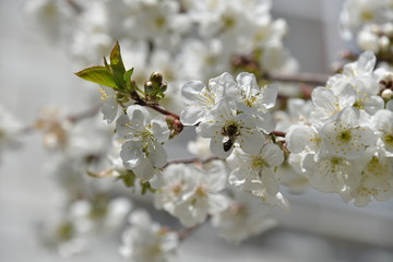 small white flowers bloom in spring on a cherry tree