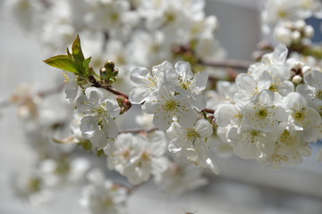 small white flowers bloom in spring on a cherry tree