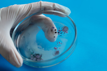 biologist or virologist holds a Petri dish with a sample.