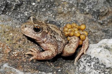 Geburtshelferkröte (Alytes obstetricans boscai) aus Portugal - Common midwife toad from Portugal