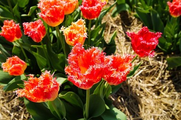 Close up of red tulip bulbs curly fringed sue (tulipa hybrida) on field of german cultivation farm...