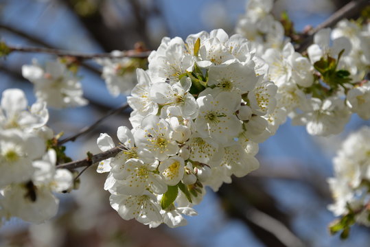 small white flowers bloom in spring on a cherry tree
