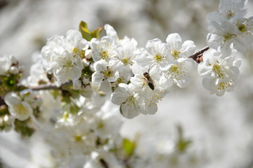 small white flowers bloom in spring on a cherry tree