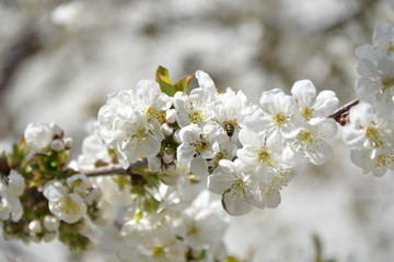 small white flowers bloom in spring on a cherry tree