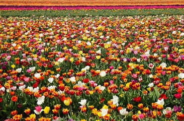 View on field with countless colorful  tulips of german cultivation farm, Grevenbroich, Germany