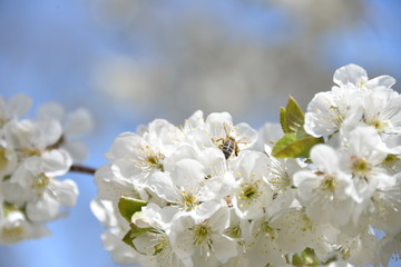 small white flowers bloom in spring on a cherry tree