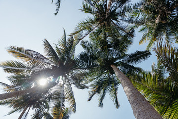 Palma. The trunks of palm trees. Tall palm trees.