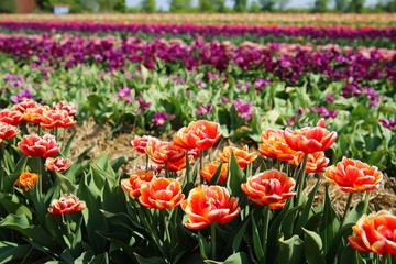 View on field of german cultivation farm with countless tulips (focus on orange flowers foreground) - Grevenbroich, Germany