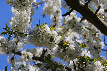 Kirschbaum/ Kirschblüten - Süßkirsche/ Vogel-Kirsche (Prunus avium)