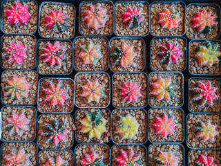 Beautiful Colorful small Gymnocalycium cactus on pot in the garden.Selective focus Variegated Gymnocalycium mihanovichii.