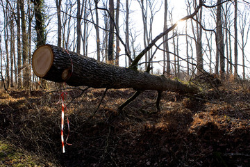 Degat de la tempete en foret de troncais