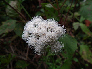 Ageratina adenophora auf La Palma