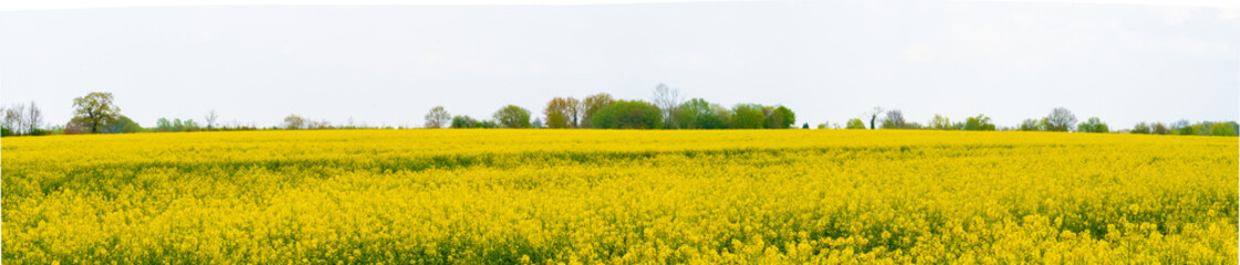 Obraz premium Yellow Flower Rapeseed Field in Spring Panorama Background Layer Texture