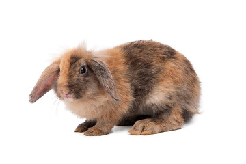 Rabbit on a white background,