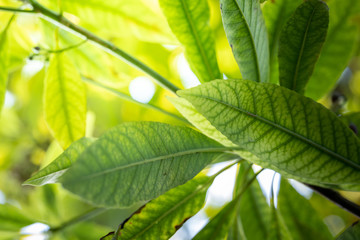 Fototapeta premium Close Up green leaf under sunlight in the garden. Natural background with copy space.