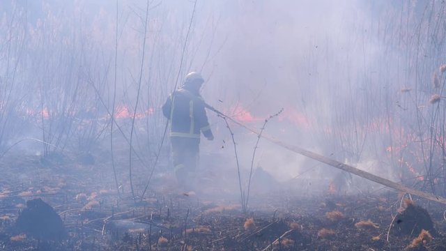 Firefighters in Equipment Extinguish Forest Fire with Fire Hose. Slow Motion