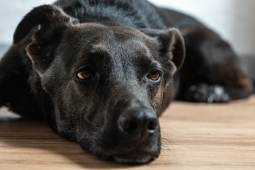 black dog tired on the ground