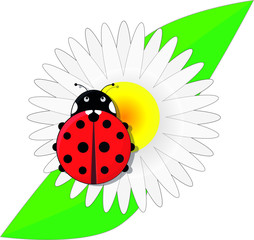 Naklejka premium Ladybug on a daisy flower.