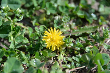 in spring, different flowers bloom in the garden, yellow and blue