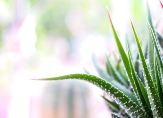 Haworthia plante d&eacute;corative_1