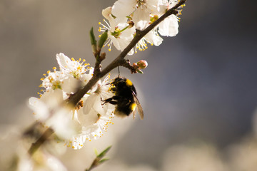 White flowers on a tree twig. Bumblebee sitting on a flower. Spring day