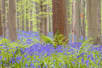 Fototapeta na wymiar Spring in the blue forest