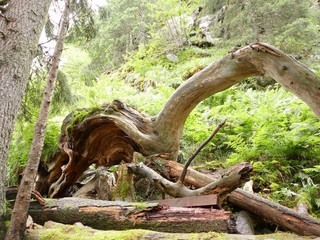 Fototapeta na wymiar Mysthischer Baum