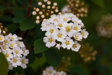 Very small white flowers. Macro photo. White balls of flowers. Blooming grass in the spring. Green stems of plants close-up. Beauty is in the details. White balls of flowers. 