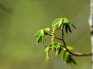 Hornbeam in spring