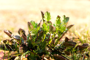 Spring field. There are two small birds on the wet young grass.