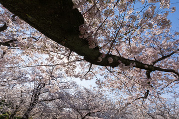 満開の桜