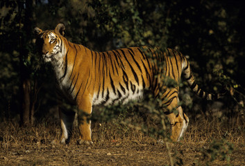 The Bengal tiger