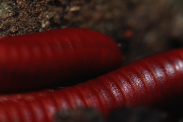 Millipedes are breeding on the ground