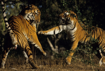 Fototapeta na wymiar The Bengal tiger