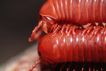 Millipedes are breeding on the ground