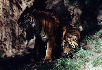 The Bengal tiger