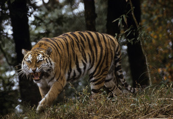 The Bengal tiger