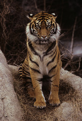 The Bengal tiger