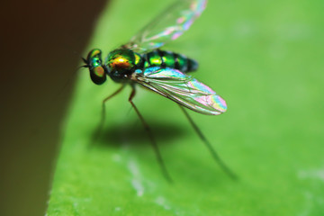 Robber fly on green leaves