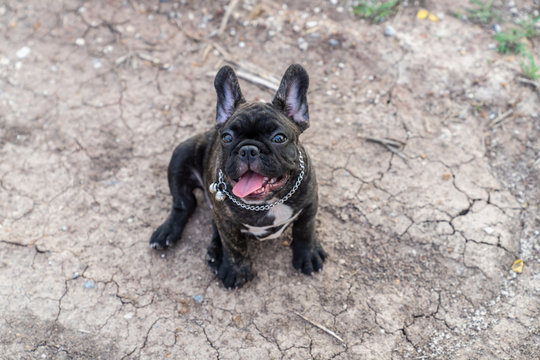 Brindle French bulldog puppy standing alone outside.