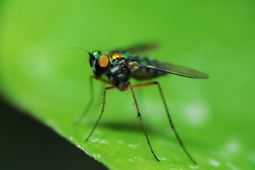 Robber fly on green leaves