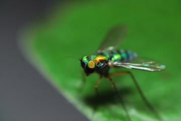 Robber fly on green leaves