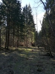 path in the spring woods 