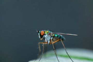 Robber fly on green leaves