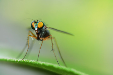 Robber fly on green leaves