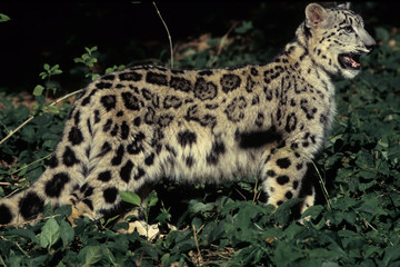 The snow leopard (Panthera uncia)