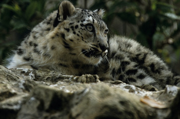 The snow leopard (Panthera uncia)