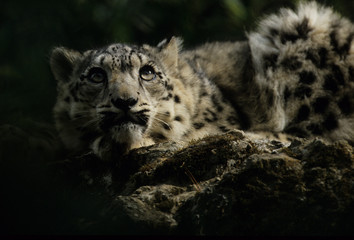 The snow leopard (Panthera uncia)